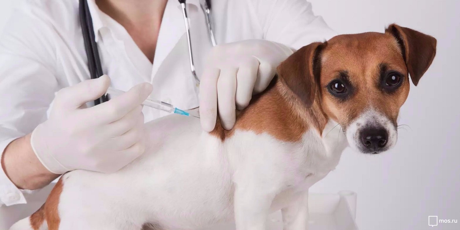 На Тарханской откроется мобильный пункт вакцинации животных от бешенства