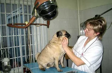 Ветеринарная клиника Герстендорф  на сайте Vyhino-julebino.ru