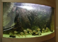 Студия современного аквариума Фото 7 на сайте Vyhino-julebino.ru